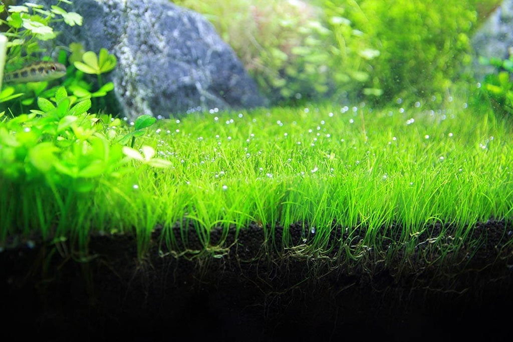 PlnatedPro Aquarium Plants