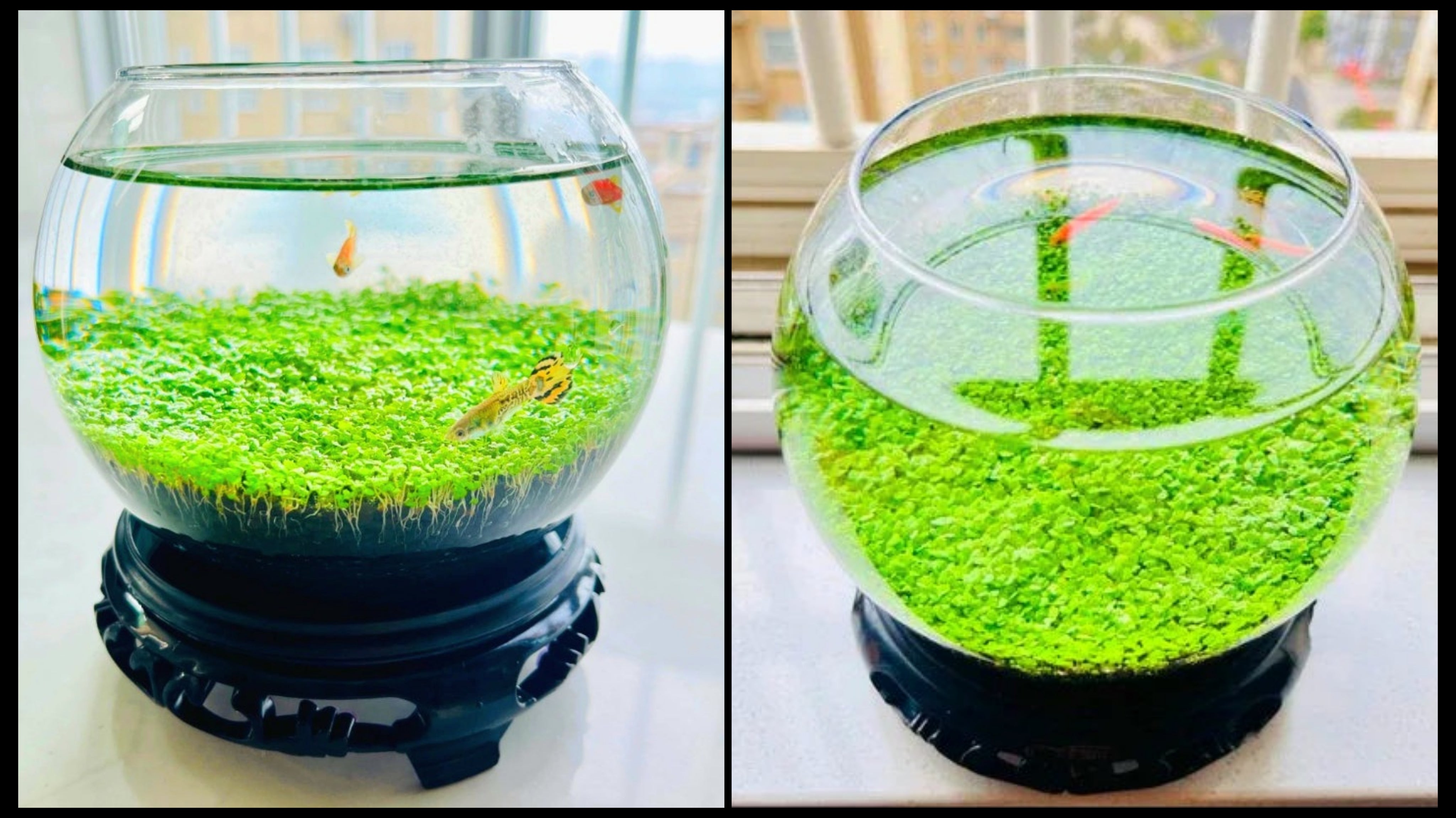 Ecological Water Grass Tank Round Cylinder Set