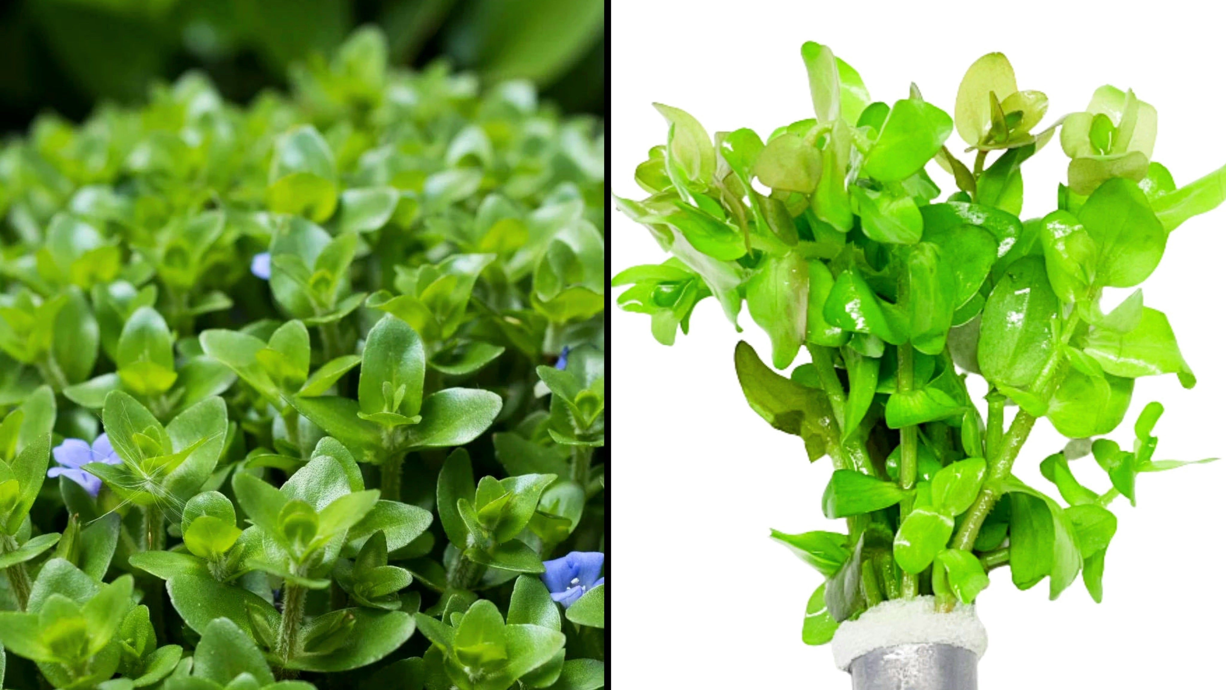 Bacopa Caroliniana: The Must-Have Plant for Your Aquarium