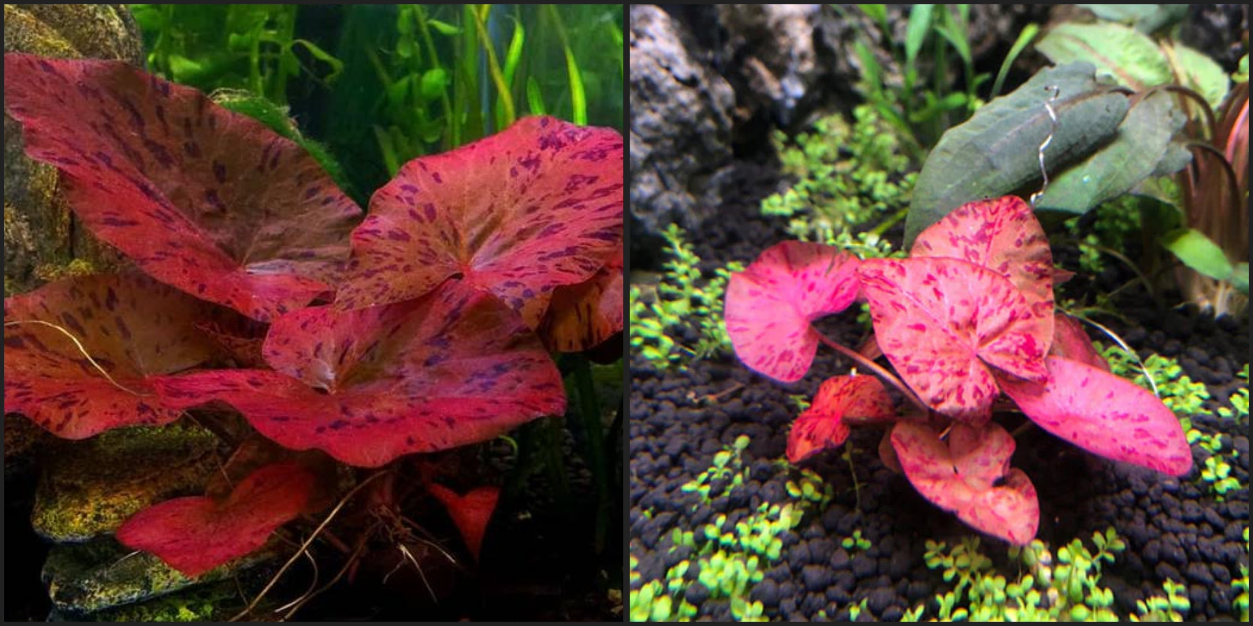 The Most Eye-Catching Tiger Lotus in Aquascaping