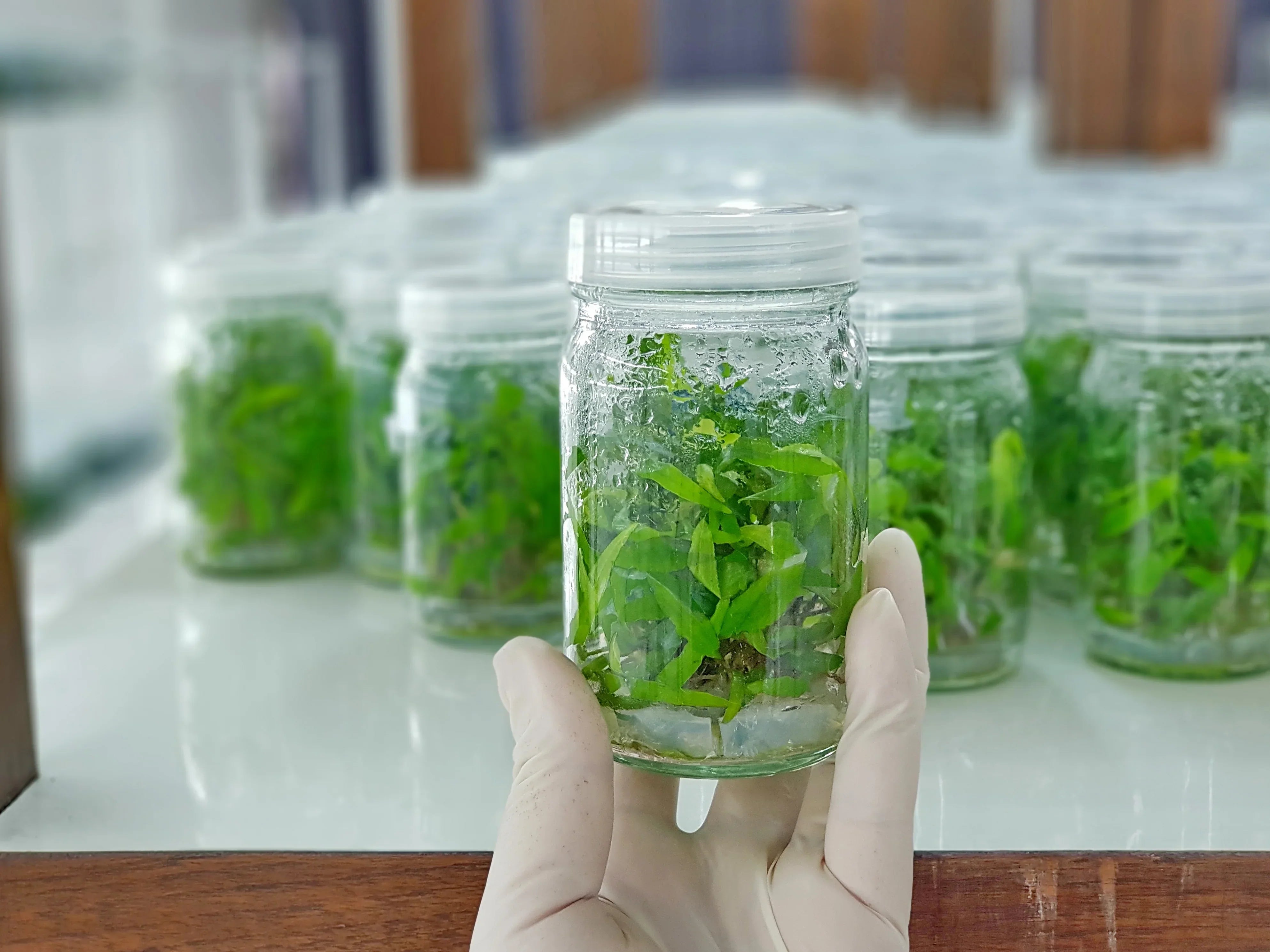 PlantedPro tissue culture plants