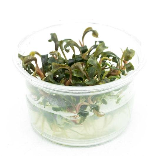 TISSUE CULTURE