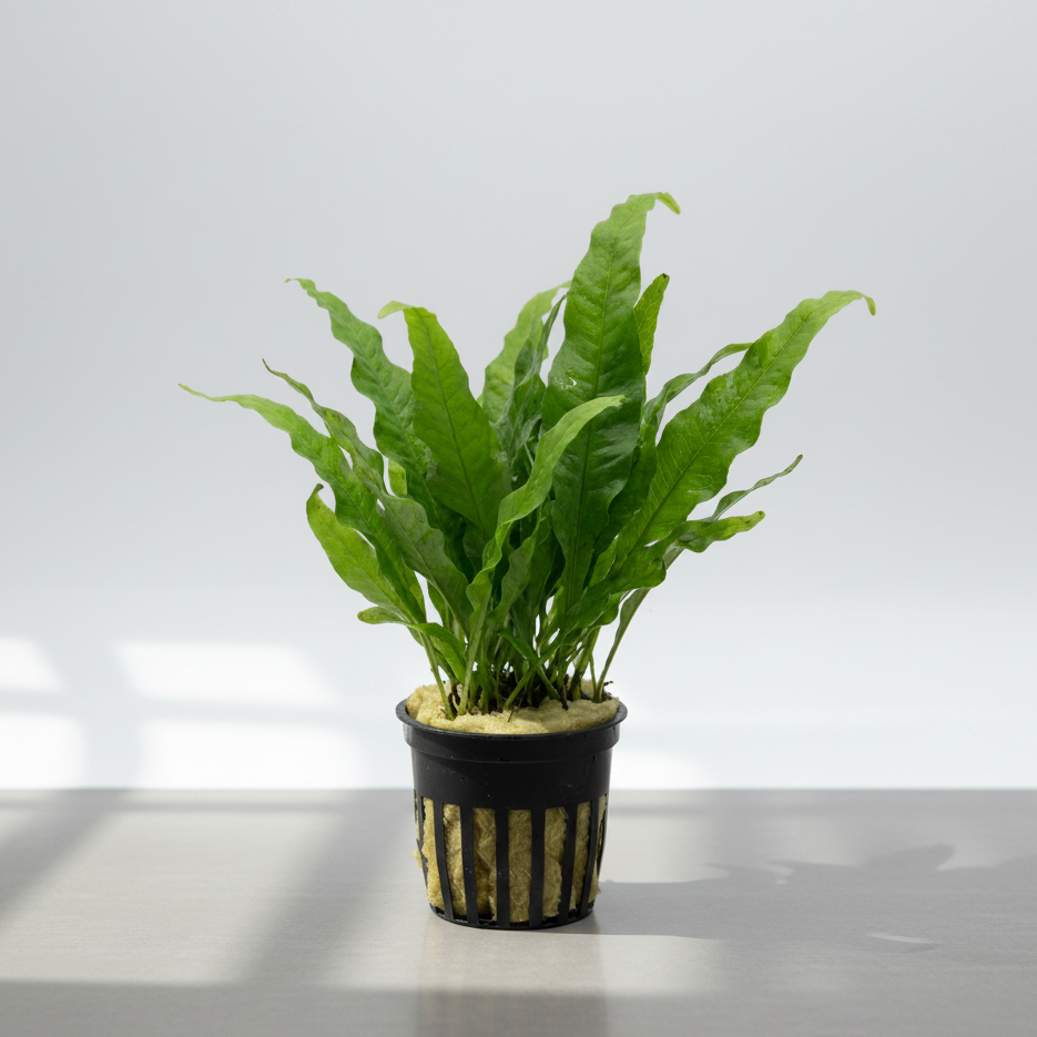 LOW-TECH PLANTS