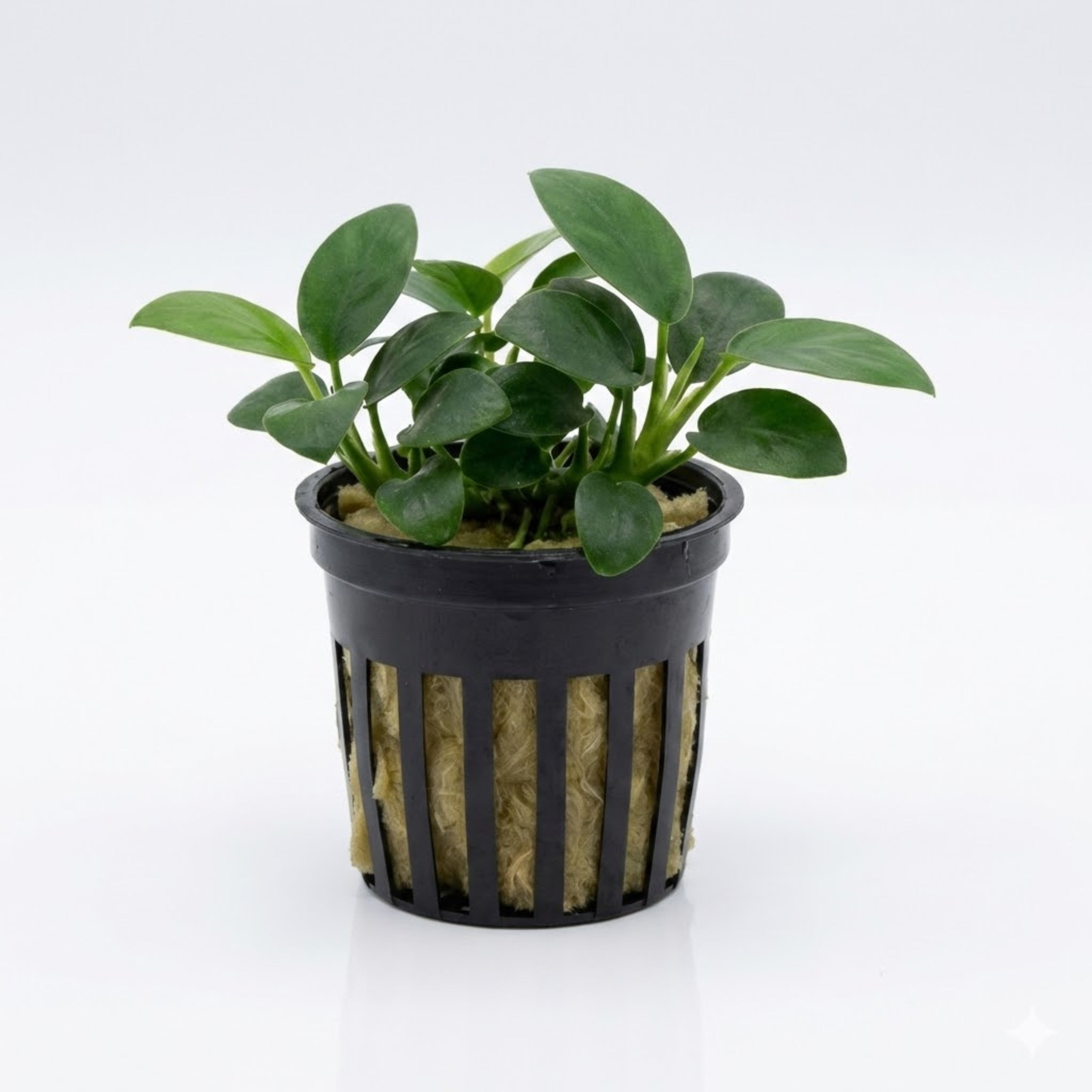 anubias plant seeds Anubias Nana Petite - Aquarium Plants
