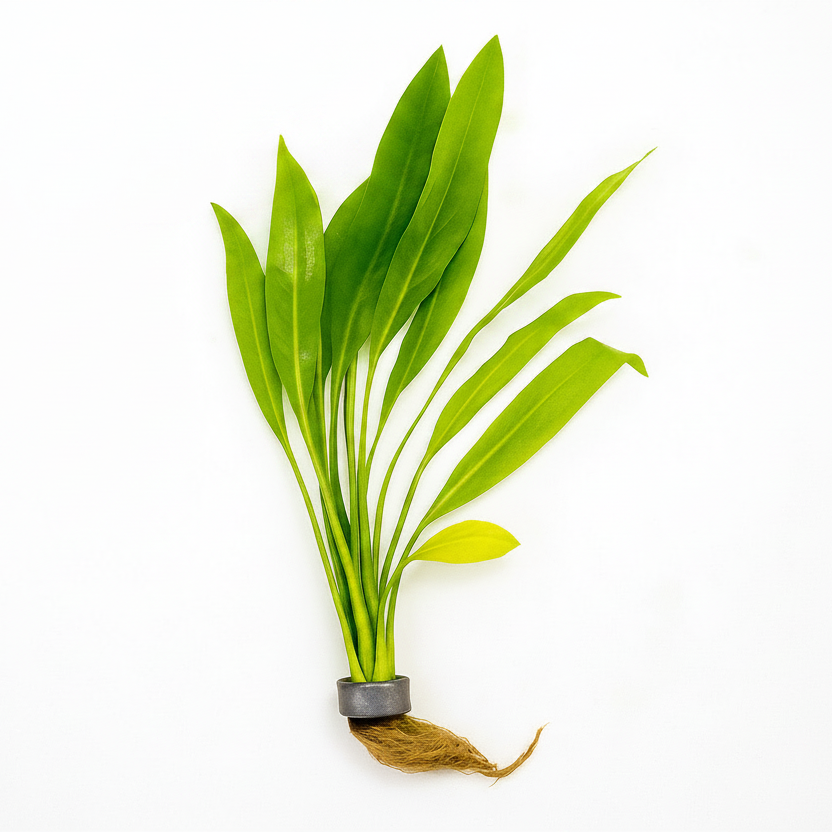 Amazon Sword [Echinodorus Amazonicus] – PlantedPro