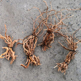 Natural Driftwood Root Trunk: Aquarium Plant Decoration - PlantedPro