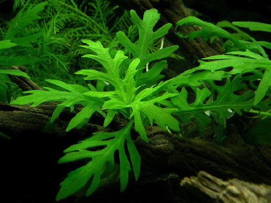 wisteria aquarium Water Wisteria [Hygrophila Difformis] – PlantedPro