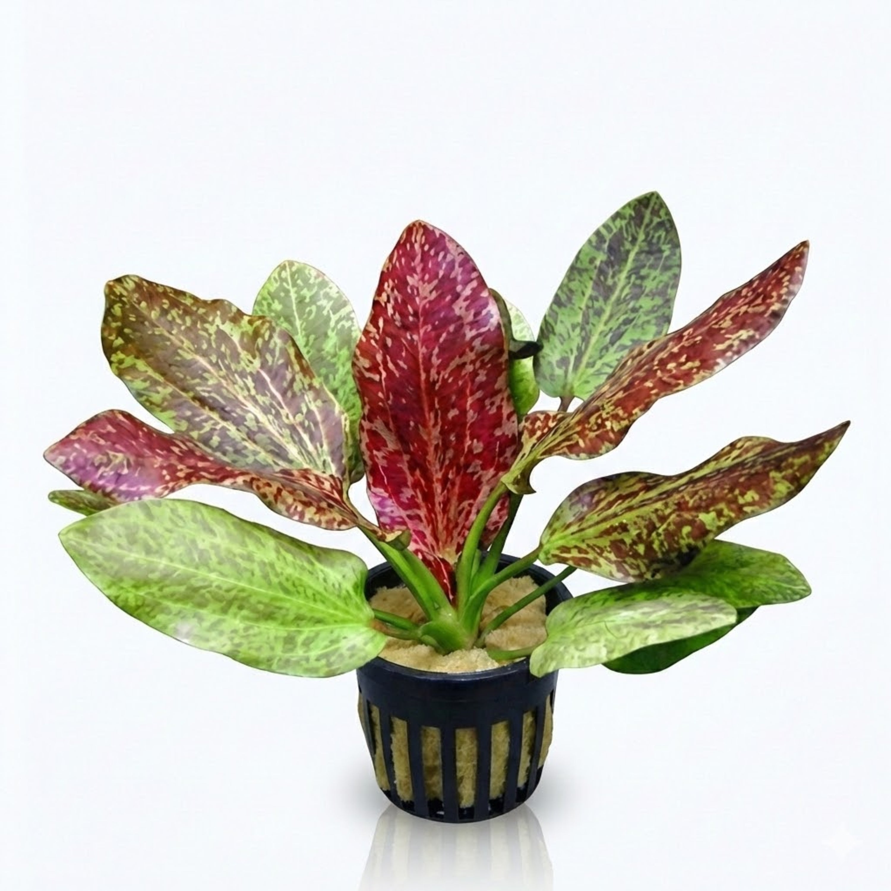 Red Flame Sword [Echinodorus] – PlantedPro
