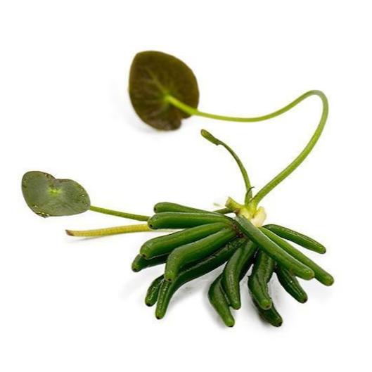 Banana Plant / Nymphoides Aquatica Single Plant by SRaquaristik