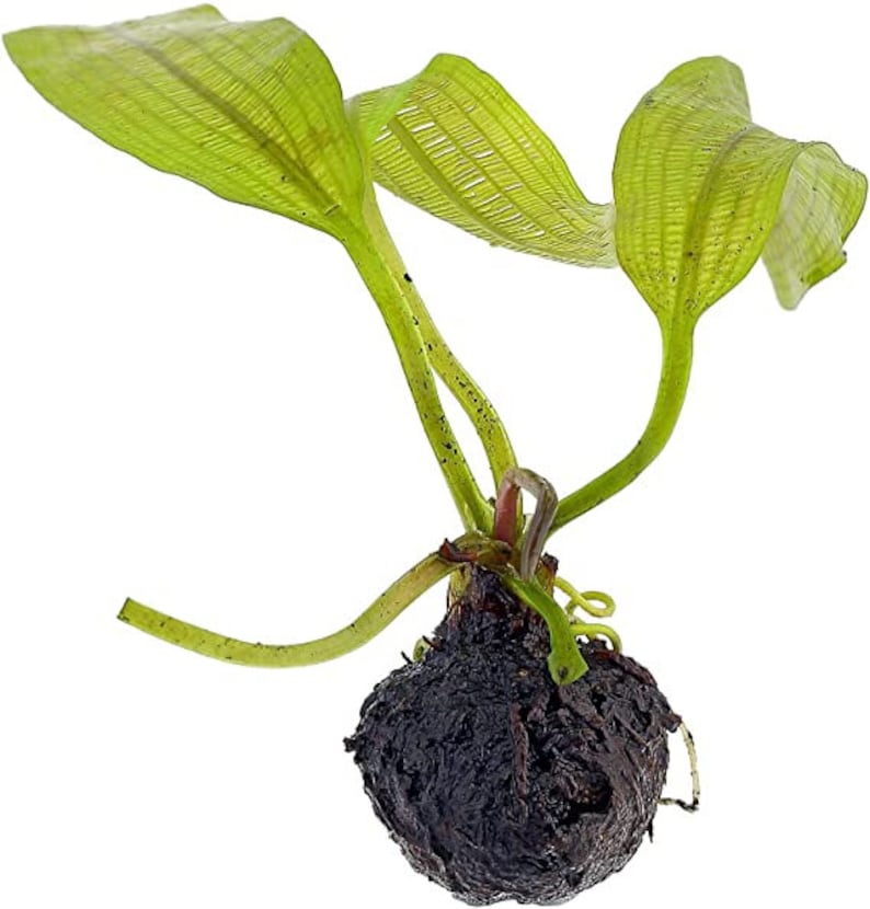madagascar lace plant Madagascar Lace Plant [Aponogeton Madagascariensis] – PlantedPro