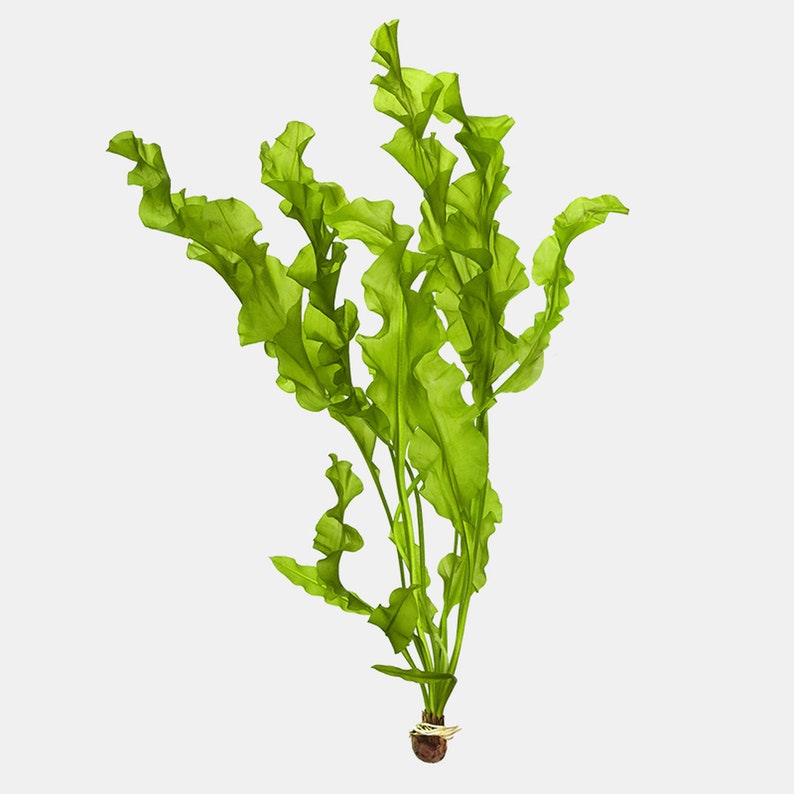 Aponogeton Ulvaceus [Aquarium & Pond Aquatic Plant] – PlantedPro