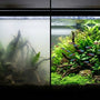Split-screen comparison showing severe milky cloudy aquarium water on the left versus a crystal clear, established planted tank on the right.