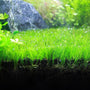 PlnatedPro Aquarium Plants