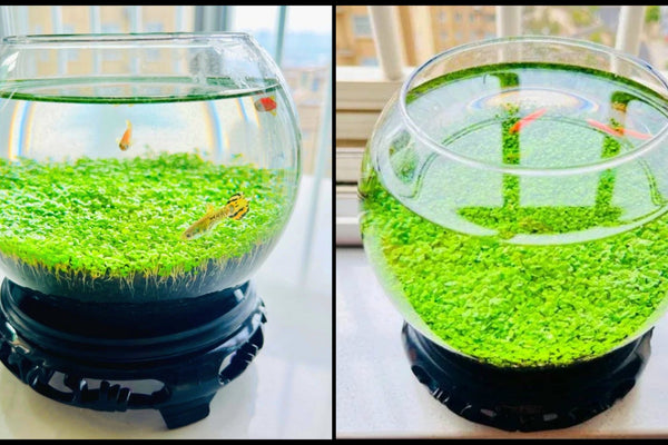 Ecological Water Grass Tank Round Cylinder Set