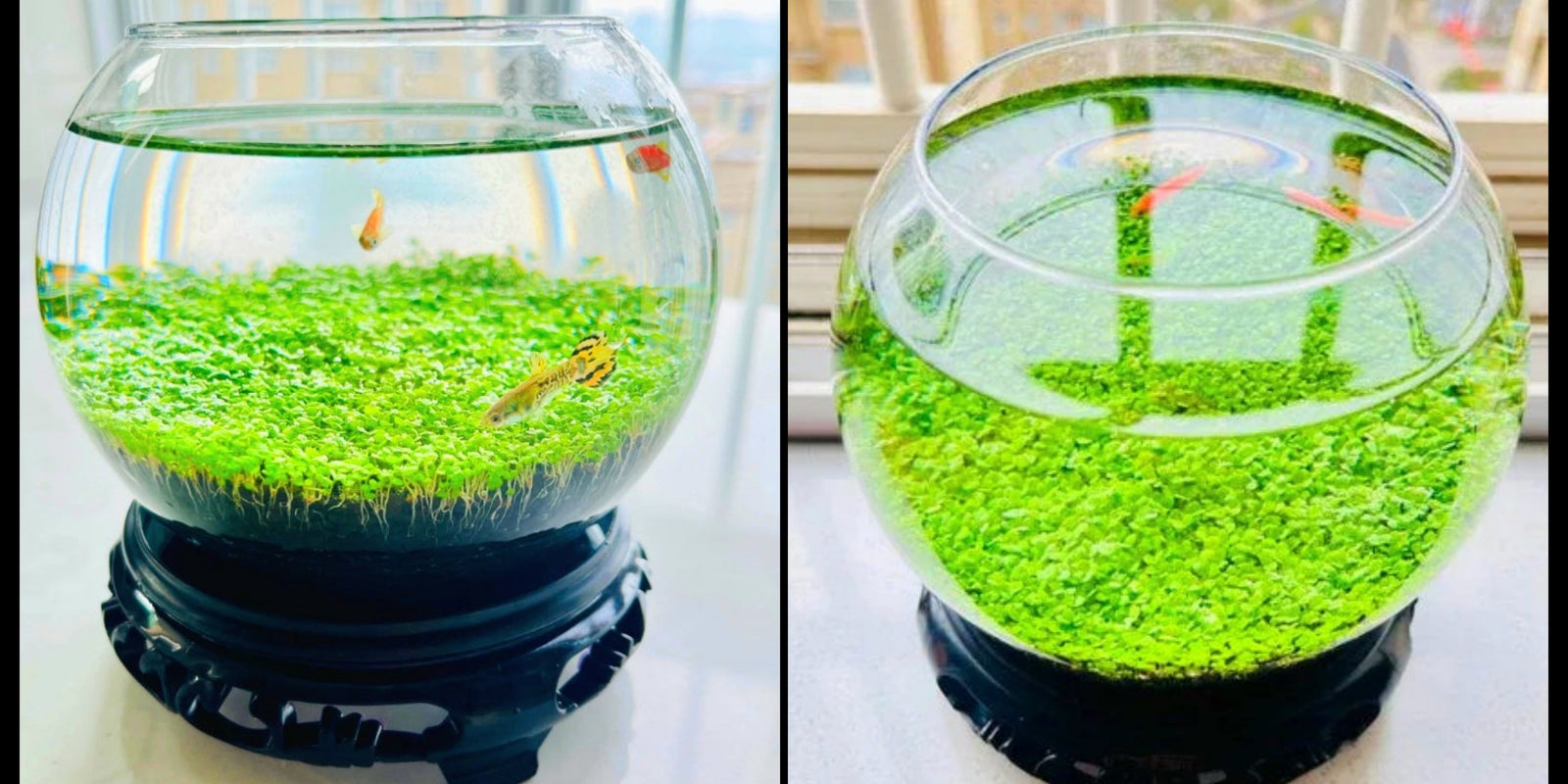 Ecological Water Grass Tank Round Cylinder Set