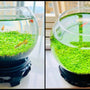 Ecological Water Grass Tank Round Cylinder Set