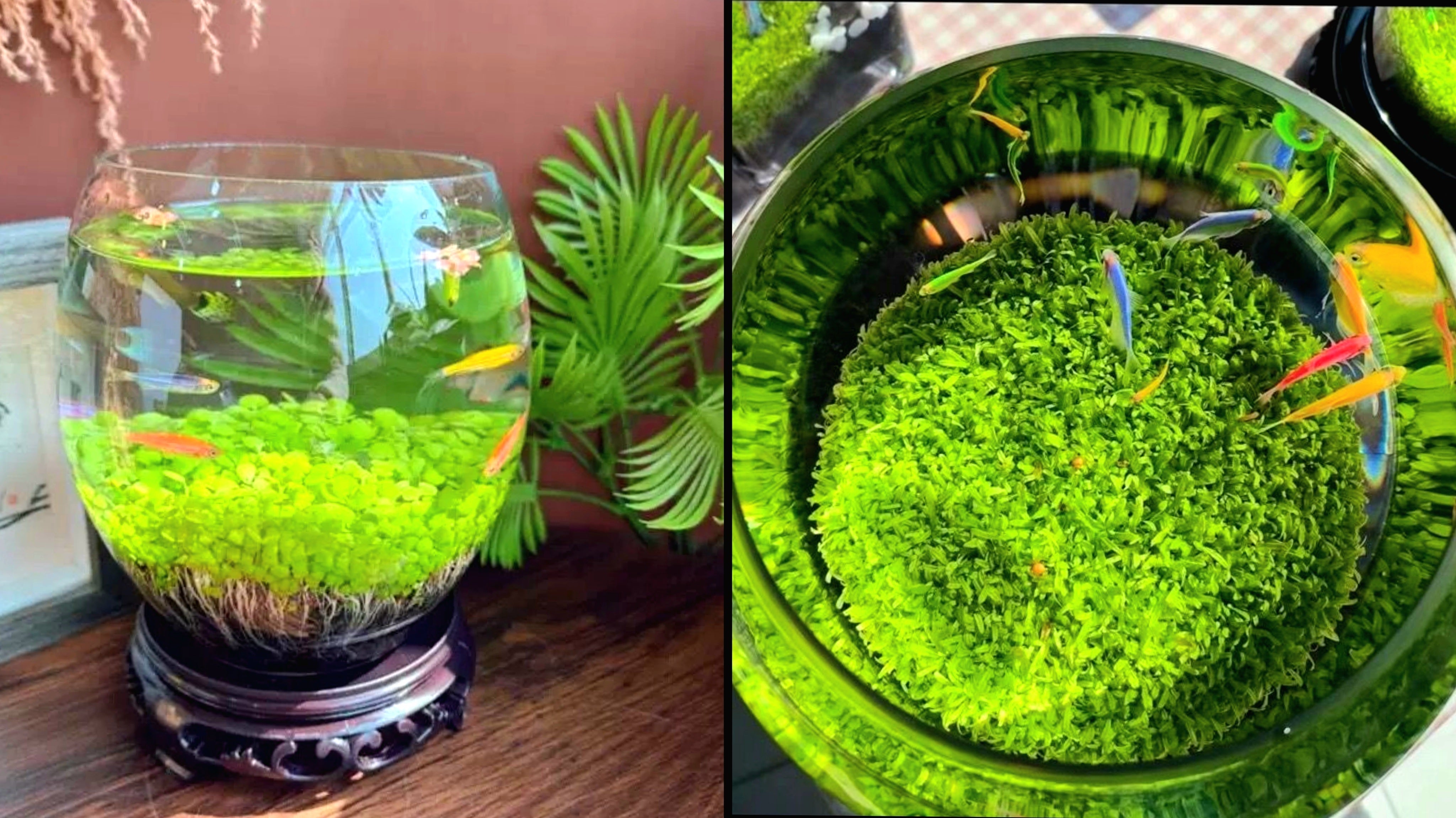 Goose egg-shaped water weed tank [Water Grass+Seeds]