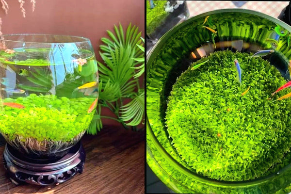 Goose egg-shaped water weed tank [Water Grass+Seeds]