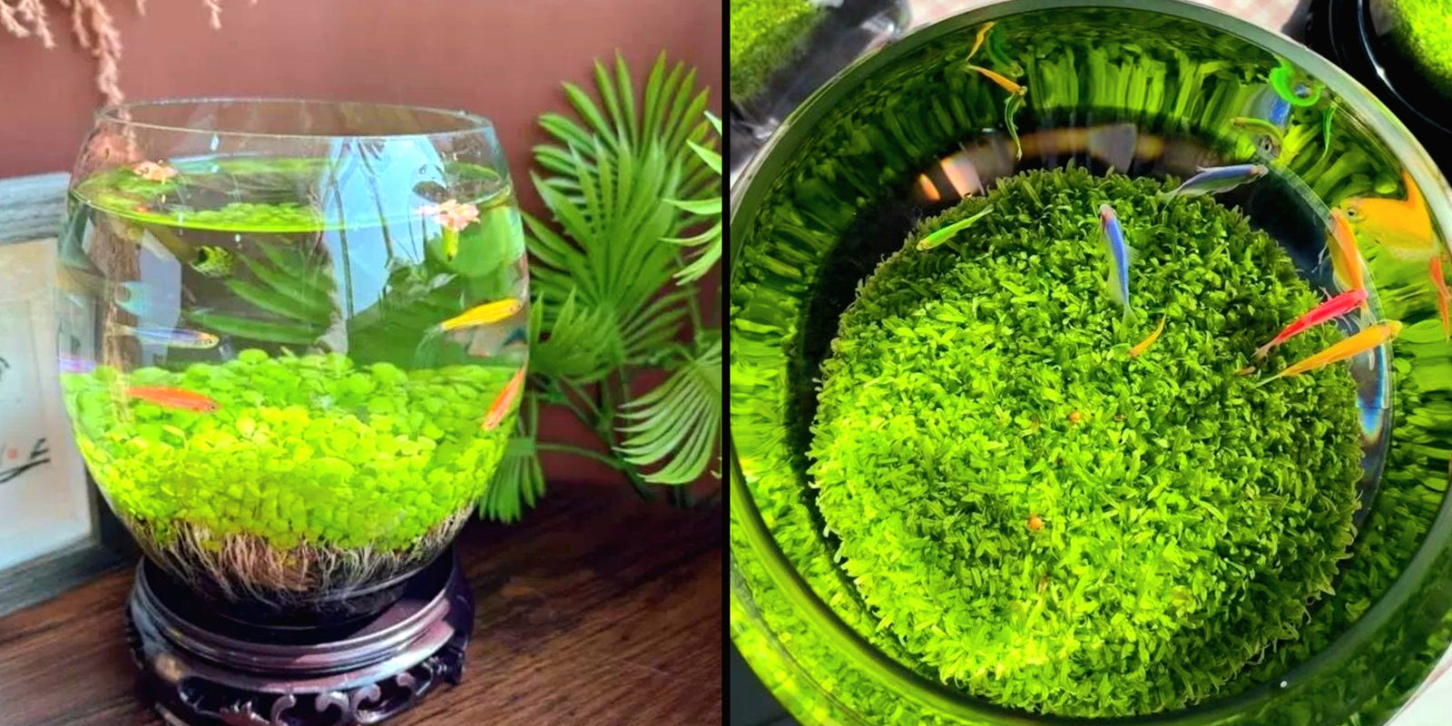Goose egg-shaped water weed tank [Water Grass+Seeds]