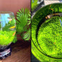 Goose egg-shaped water weed tank [Water Grass+Seeds]