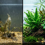 Split-screen comparison showing a melting, dying beginner aquarium plant on the left versus a lush, thriving low-tech planted aquarium on the right.