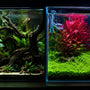 Split screen comparison of a moody low-tech planted aquarium without CO2 on the left, versus a vibrant high-tech aquascape with pressurized CO2, red stem plants, and a thick Monte Carlo carpet on the right.