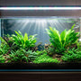 A brilliantly illuminated, crystal-clear planted aquarium showcasing a perfect balance of PAR, spectrum, and photoperiod for lush aquatic plant growth.