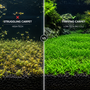 Split screen comparison showing a struggling, melting Monte Carlo carpet in a high-tech aquarium versus a thriving, lush green low-tech carpet without CO2.