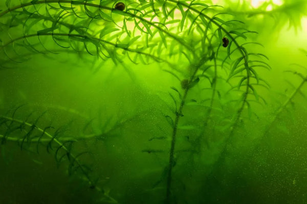 The Best Solution for Green Water in Your Aquarium