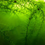 The Best Solution for Green Water in Your Aquarium