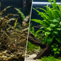 Dead melting aquatic plant vs healthy low light beginner aquarium plants