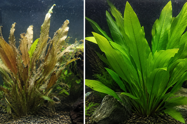 Split screen showing a melting Amazon Sword plant transitioning next to a fully established, lush green Echinodorus amazonicus background aquarium plant.