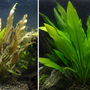 Split screen showing a melting Amazon Sword plant transitioning next to a fully established, lush green Echinodorus amazonicus background aquarium plant.