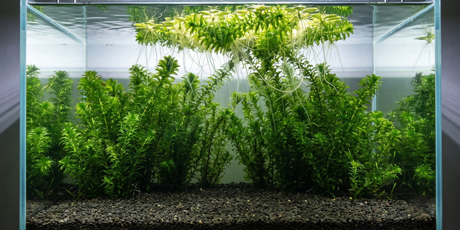 A beautifully aquascaped coldwater aquarium showcasing elodea care, featuring planted egeria densa in the substrate and a floating clump with trailing roots.