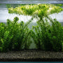 A beautifully aquascaped coldwater aquarium showcasing elodea care, featuring planted egeria densa in the substrate and a floating clump with trailing roots.