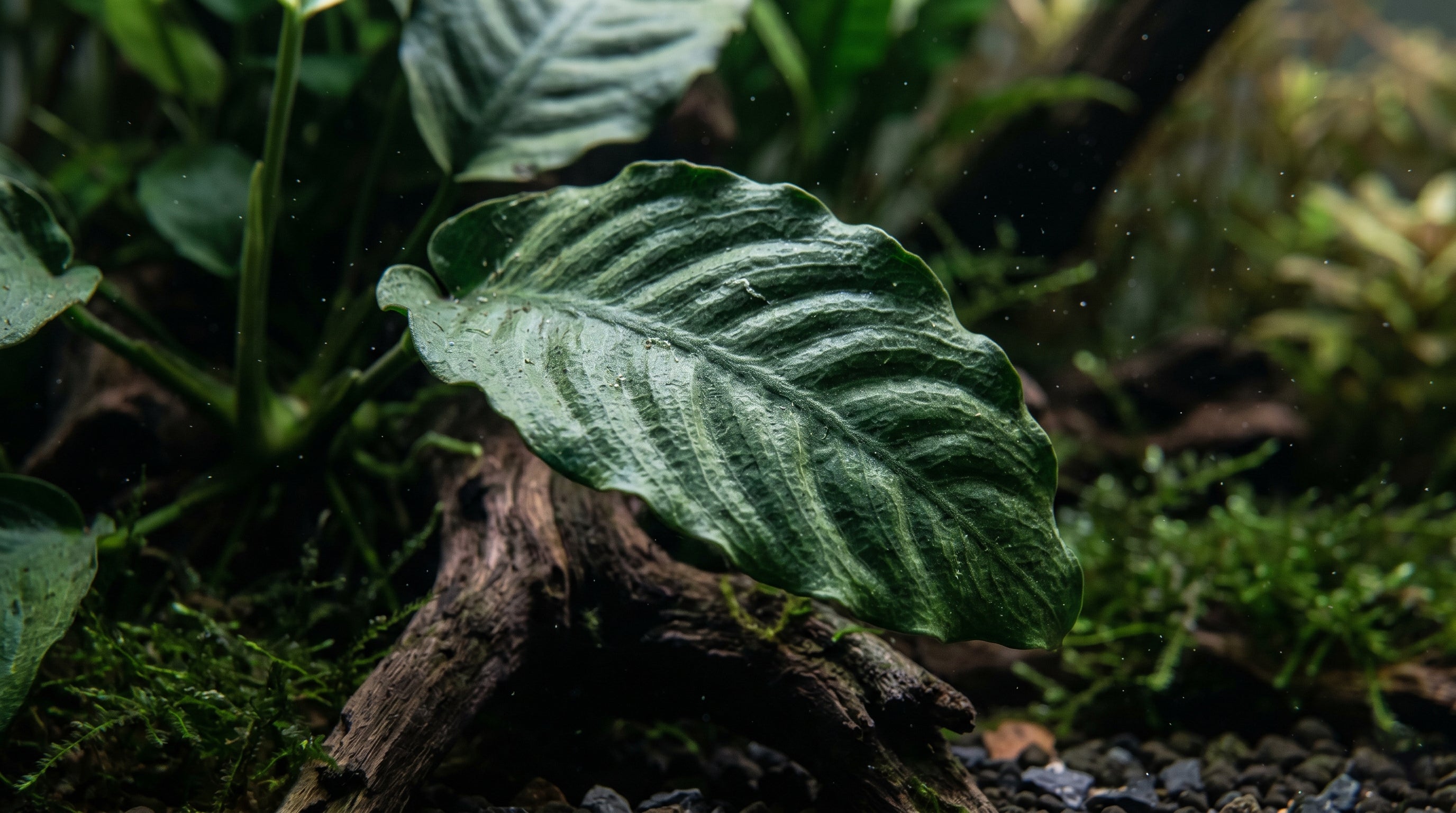 Close-up macro photography of the deeply corrugated, textured dark green leaf of an Anubias Barteri Coffeefolia aquatic plant on driftwood.