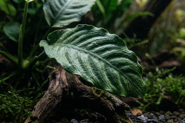 Close-up macro photography of the deeply corrugated, textured dark green leaf of an Anubias Barteri Coffeefolia aquatic plant on driftwood.