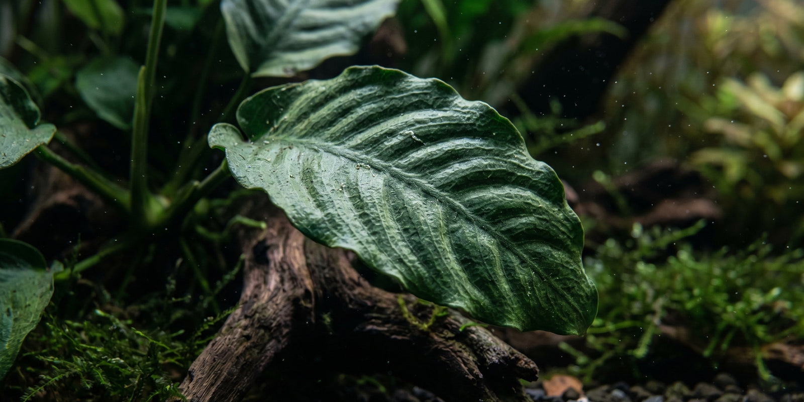 Close-up macro photography of the deeply corrugated, textured dark green leaf of an Anubias Barteri Coffeefolia aquatic plant on driftwood.
