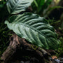 Close-up macro photography of the deeply corrugated, textured dark green leaf of an Anubias Barteri Coffeefolia aquatic plant on driftwood.