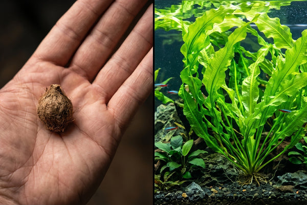 Split-screen comparison showing a dry Aponogeton ulvaceus bulb transforming into a massive, fast-growing centerpiece aquatic plant in a planted aquarium.