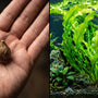 Split-screen comparison showing a dry Aponogeton ulvaceus bulb transforming into a massive, fast-growing centerpiece aquatic plant in a planted aquarium.