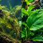 Split screen showing a planted tank overrun with green hair algae and black beard algae on the left, compared to a clean, algae-free green Anubias leaf on the right.