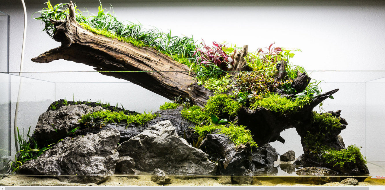 The Ultimate Guide to Aquarium Hardscaping
