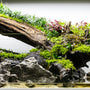 The Ultimate Guide to Aquarium Hardscaping