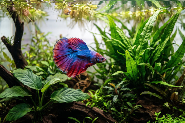 Vibrant blue and red Betta fish swimming in a lush, low-light planted aquarium featuring healthy Anubias and Java Fern.