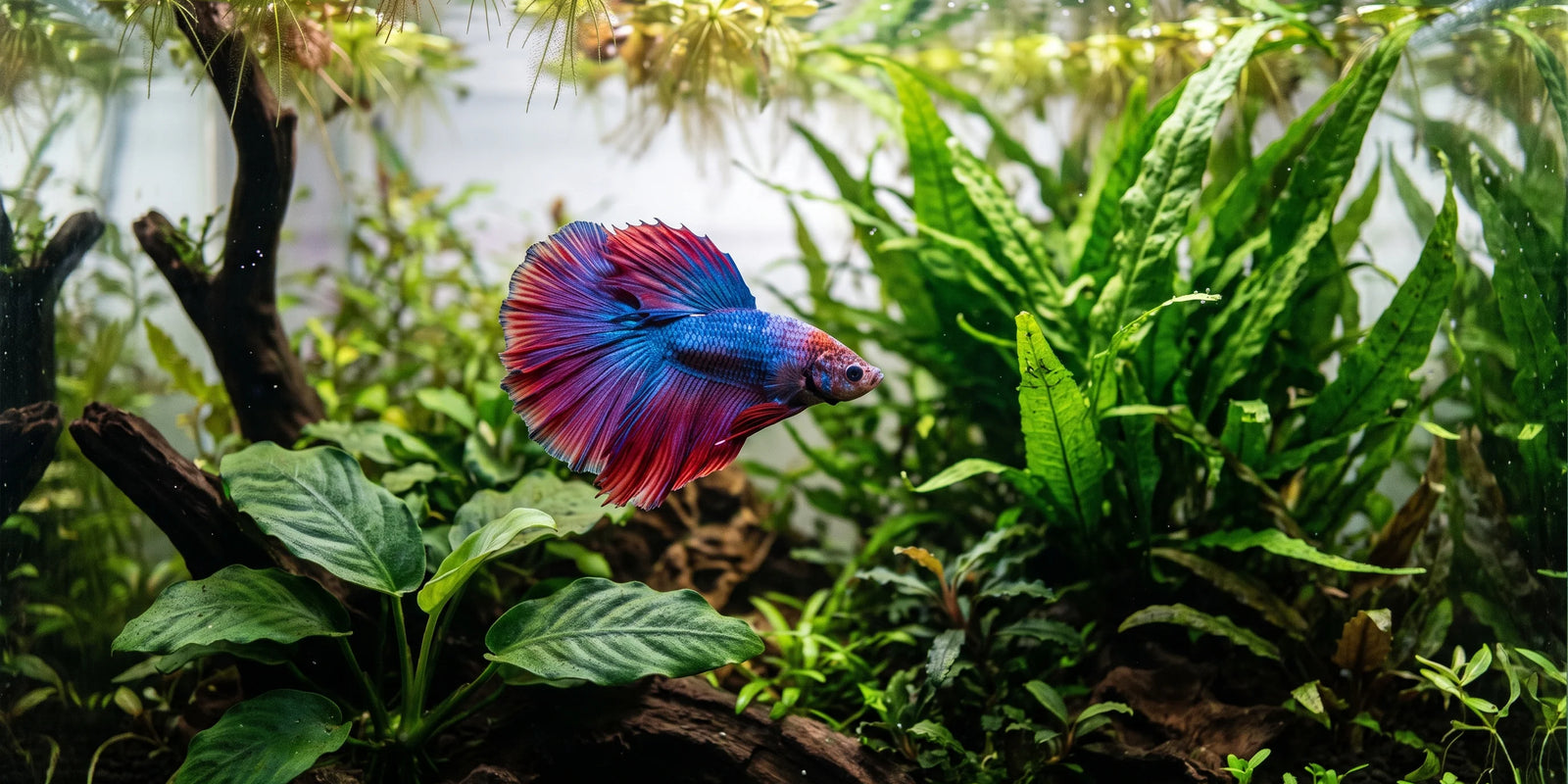 Vibrant blue and red Betta fish swimming in a lush, low-light planted aquarium featuring healthy Anubias and Java Fern.