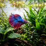 Vibrant blue and red Betta fish swimming in a lush, low-light planted aquarium featuring healthy Anubias and Java Fern.