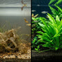 Split screen showing melted delicate aquarium grass on the left compared to a lush, thriving Broadleaf Chain Sword plant in a beginner planted tank.