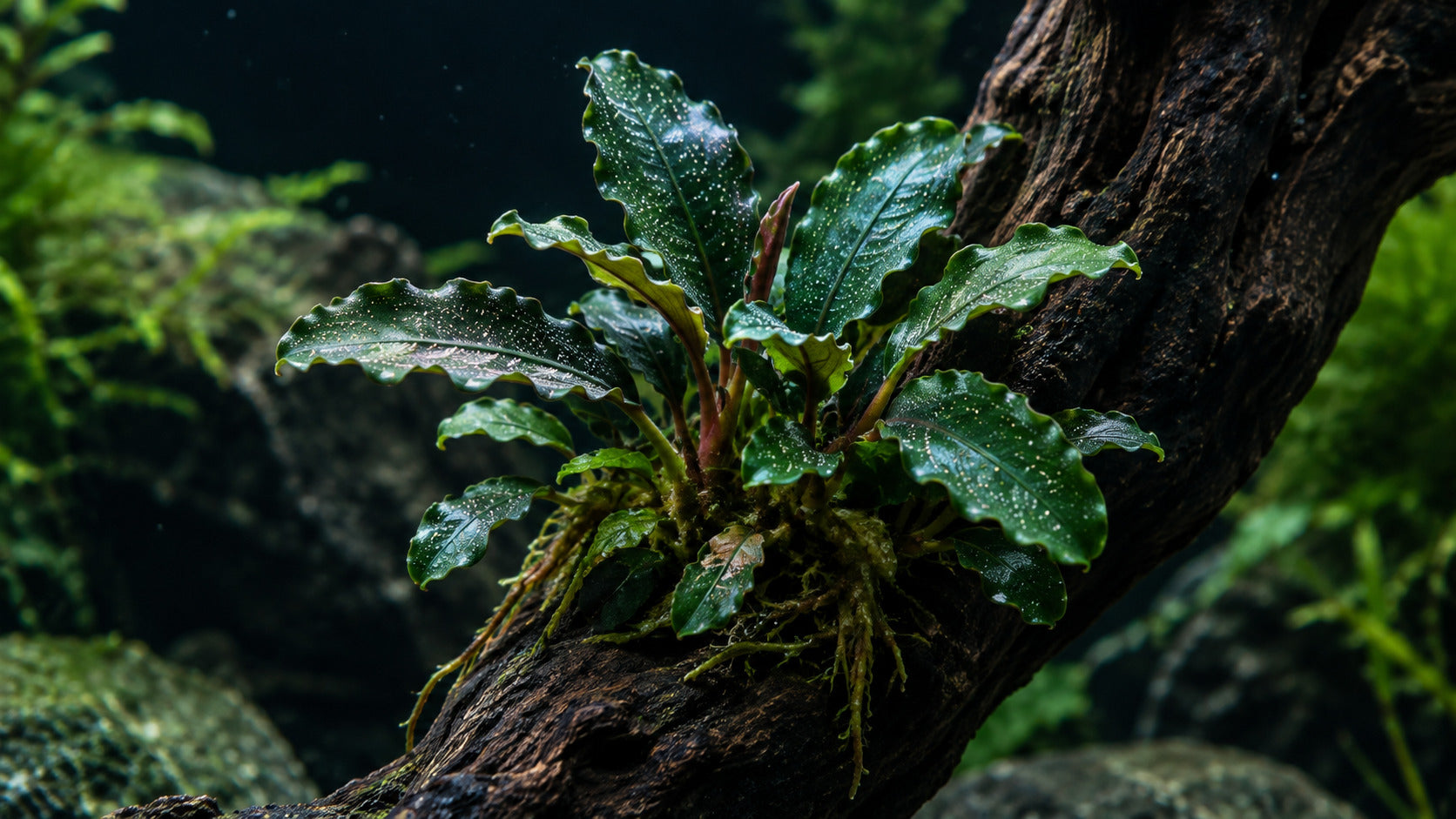 Bucephalandra care guide showing dark green leaves with white speckles and blue violet hues successfully attached to aquarium driftwood.