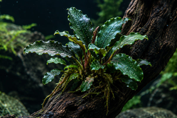 Bucephalandra care guide showing dark green leaves with white speckles and blue violet hues successfully attached to aquarium driftwood.